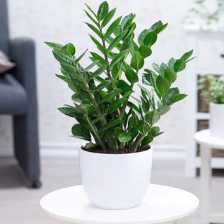 Chậu cây kim tien hay kim phát tài