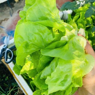 500 Hạt Giống Rau Xà Lách Mỡ – Rau Sạch, Tươi Ngon, Dễ Trồng