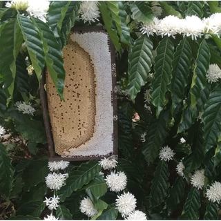 Mật Ong Hoa Cà Phê Nguyên Chất - Tự Nhiên Và Hữu Cơ 🍯🌸