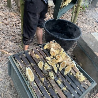 Mật Ong Hoa Cà Phê Nguyên Chất - Tự Nhiên Và Hữu Cơ 🍯🌸