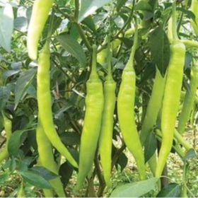 0.5GR - HẠT GIỐNG ỚT SỪNG TRẮNG THÁI