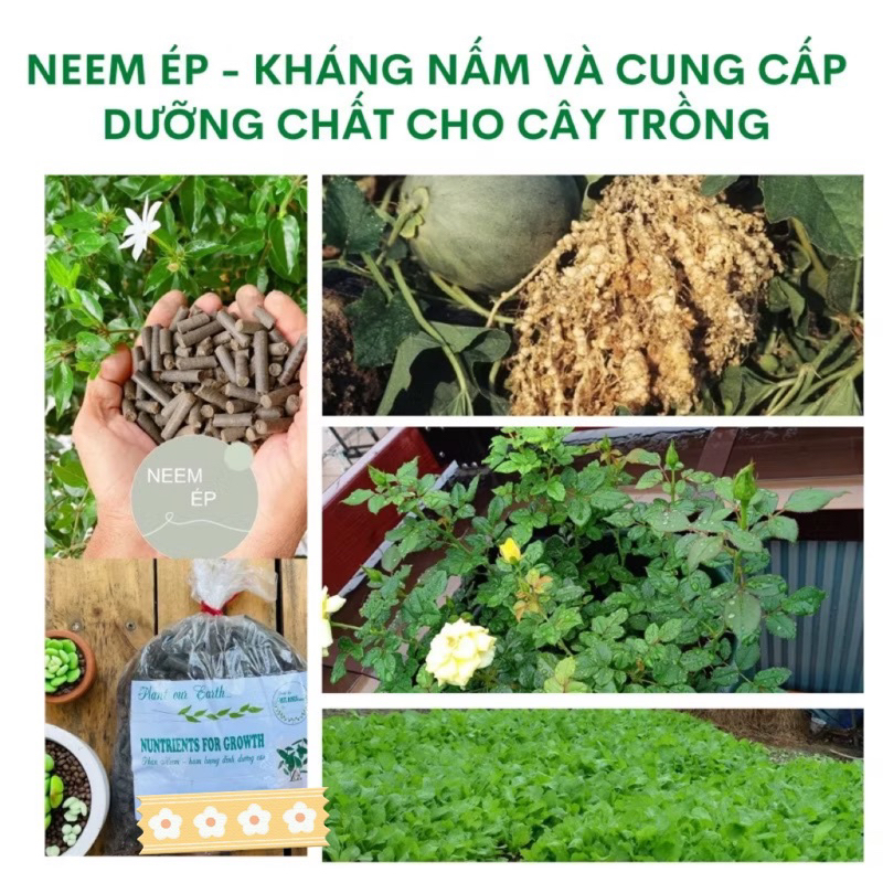 PHÂN NEEM ÉP