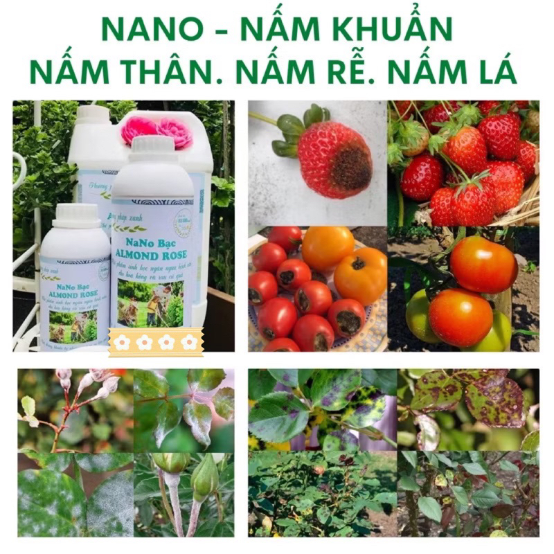 nano bạc - phòng nấm