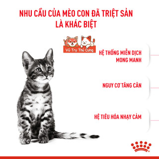 (Túi chiết) Thức Ăn Hạt Royal Canin Kitten Cho Mèo Con