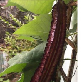 HẠT GIỐNG ĐẬU RỒNG ĐỎ THÁI