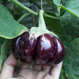 300H - HẠT GIỐNG CÀ TÍM MÚI THÁI