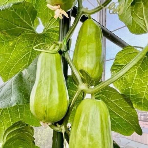 Hạt Giống Dưa Gang Tám Múi (Dưa Gang Nhật) - Gói 2gram