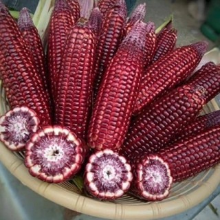  Deal - 30 Hạt Giống Ngô Tím Nữ Hoàng Thái - GM 95% 