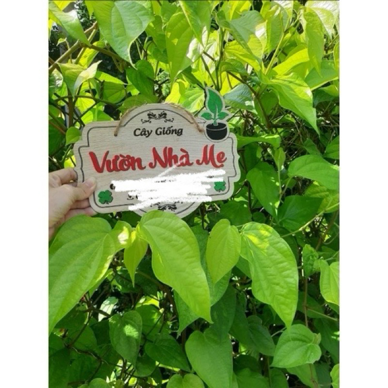 100g lá trầu tươi