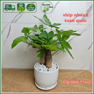 Chậu Kim ngân 3 củ để bàn kèm chậu sứ cao 25-30cm