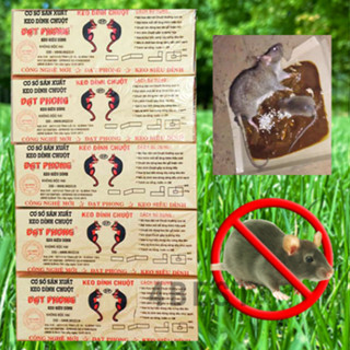 Combo 5 Keo dính chuột Cống TO siêu dính nhiều keo dạng hộp | Bẫy chuột TO