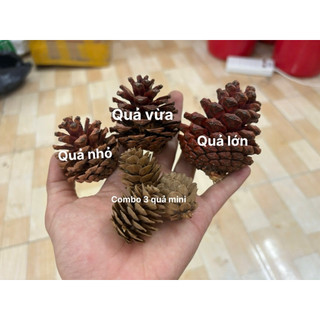 Quả thông khô mài răng, trang trí lồng cho hamster