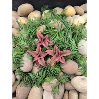 Dứa phụng mini, Cryptanthus, dứa màu, kiểng lá, terarrium, bán cạn