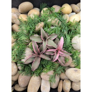Dứa phụng mini, Cryptanthus, dứa màu, kiểng lá, terarrium, bán cạn