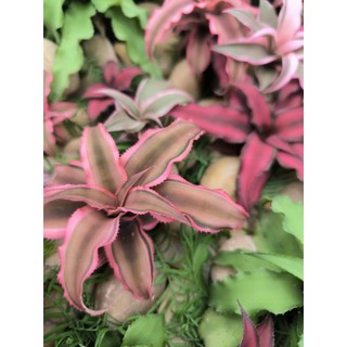 Dứa phụng mini, Cryptanthus, dứa màu, kiểng lá, terarrium, bán cạn