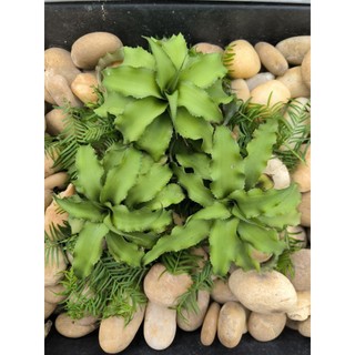 Dứa phụng mini, Cryptanthus, dứa màu, kiểng lá, terarrium, bán cạn
