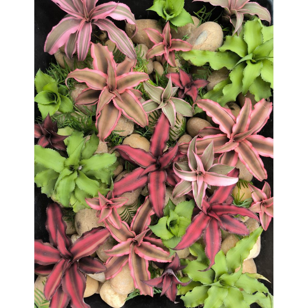 Dứa phụng mini, Cryptanthus, dứa màu, kiểng lá, terarrium, bán cạn
