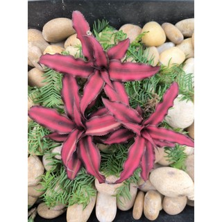 Dứa phụng mini, Cryptanthus, dứa màu, kiểng lá, terarrium, bán cạn