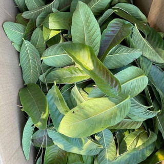Lá ổi khô ngăn rụng tóc 100g
