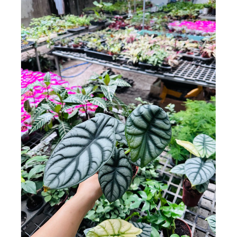 Cây Rồng Bạc - Alocasia Silver Dragon