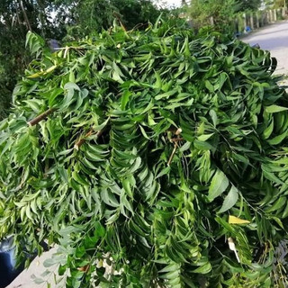 Lá neem khô thơm gội đầu 100g