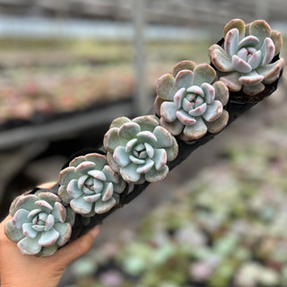  sen đá Monroe THUANPHAT GARDEN size bầu 4-6cm 