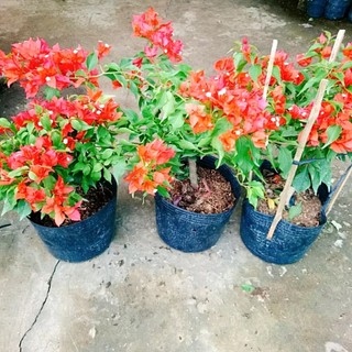Cây Hoa Giấy Đỏ Lửa