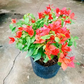 Cây Hoa Giấy Đỏ Lửa
