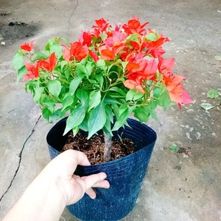 Cây Hoa Giấy Đỏ Lửa
