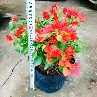 Cây Hoa Giấy Đỏ Lửa