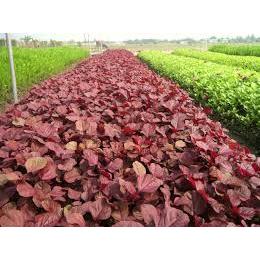 Hạt giống rau dền đỏ (Lá tròn) 10gram
