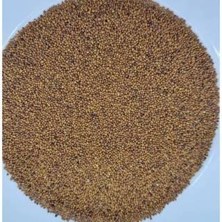 Thỏ Ty Tử (hạt tơ hồng), Túi 100g hạt đẹp, hàng mới