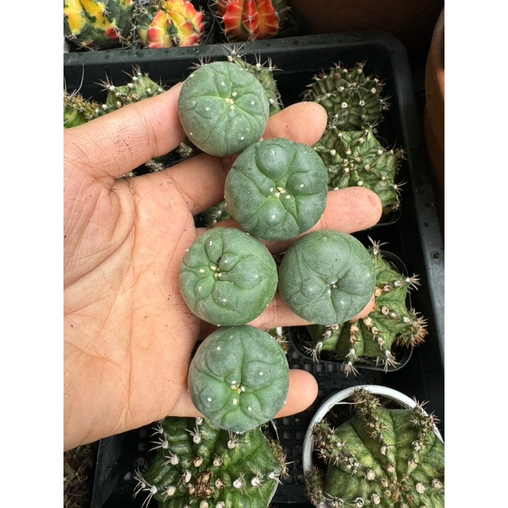 XƯƠNG RỒNG LOPHO 3CM (CÂY GIEO HẠT) - 55K/CÂY