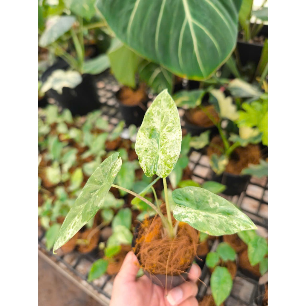 Alocasia Odora Batik - Ráy var trắng - Ráy đột biến