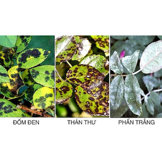 Combo chuyên dùng cho hoa