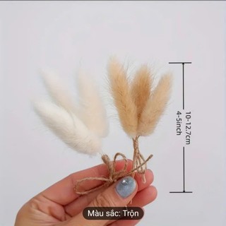 Hoa khô cỏ Đuôi thỏ làm đồ decor handmade (chùm 3 bông)