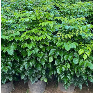 Cây Hạnh Phúc cao