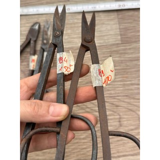 KÉO TỈA NHẬT bãi