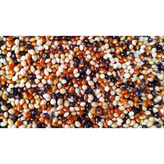 cỏ thái 4 màu - cỏ thái  1kg