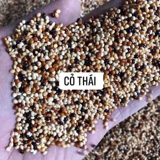 cỏ thái 4 màu - cỏ thái  1kg