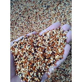 cỏ thái 4 màu - cỏ thái  1kg
