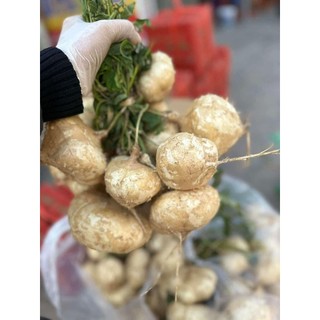 Củ đậu 3kg. hỏa tốc hà nội
