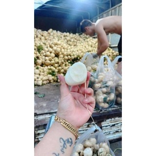 Củ đậu 3kg. hỏa tốc hà nội