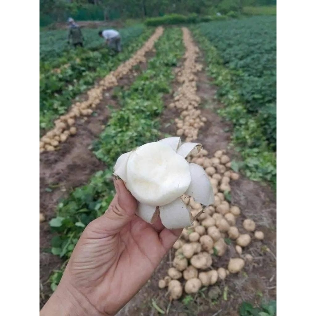 Củ đậu 3kg. hỏa tốc hà nội
