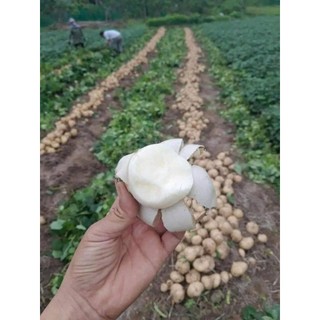 Củ đậu 3kg. hỏa tốc hà nội