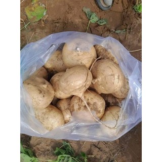 Củ đậu 3kg. hỏa tốc hà nội