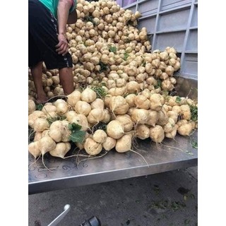 Củ đậu 3kg. hỏa tốc hà nội