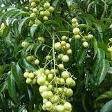 Cây mắc mật - Cao hơn m đã cho thu hoạch