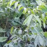Cây mắc mật - Cao hơn m đã cho thu hoạch