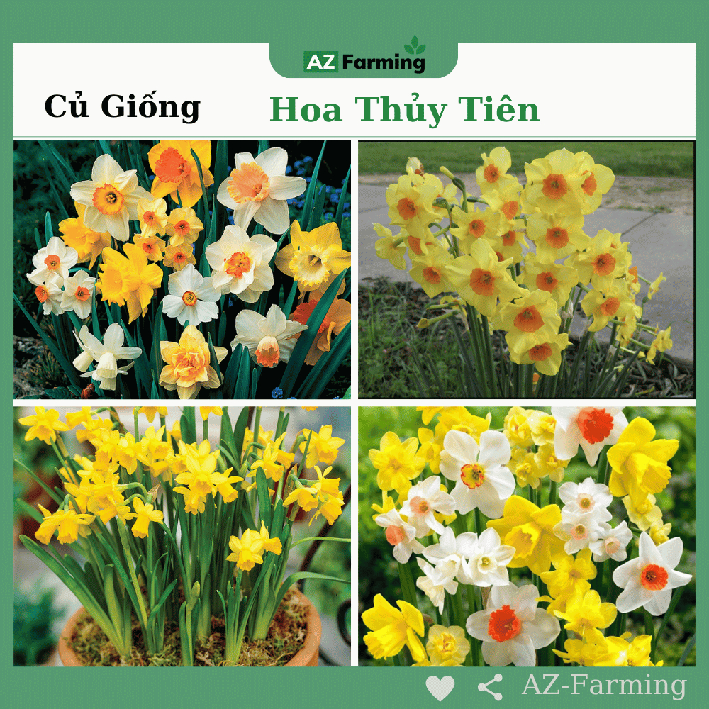 Củ Hoa Thủy Tiên (Màu Ngẫu Nhiên) - AZ Farming